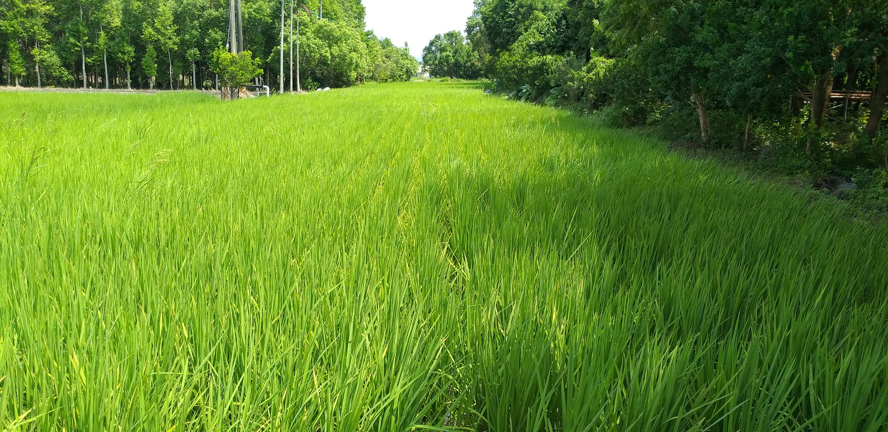 【我的稻子一暝大三寸？】